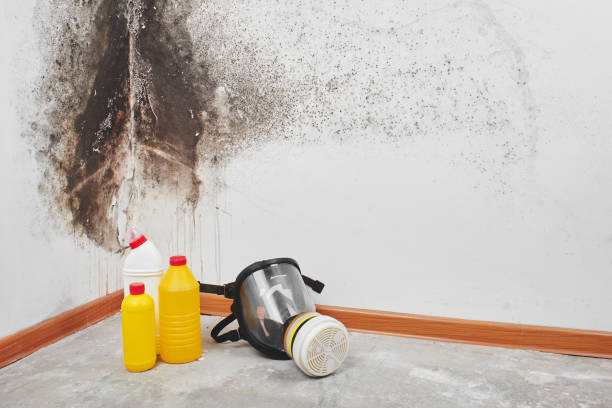 Best Office Mold Removal Services  in Many, LA