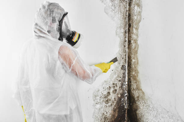 Best Crawl Space Mold Removal  in Many, LA