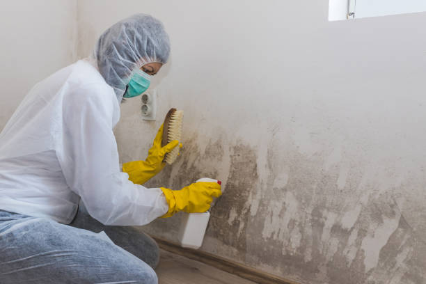 Best Toxic Mold Removal  in Many, LA