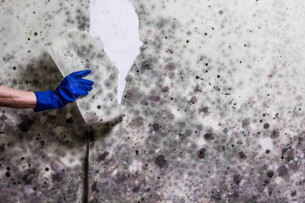 Best Black Mold Removal  in Many, LA