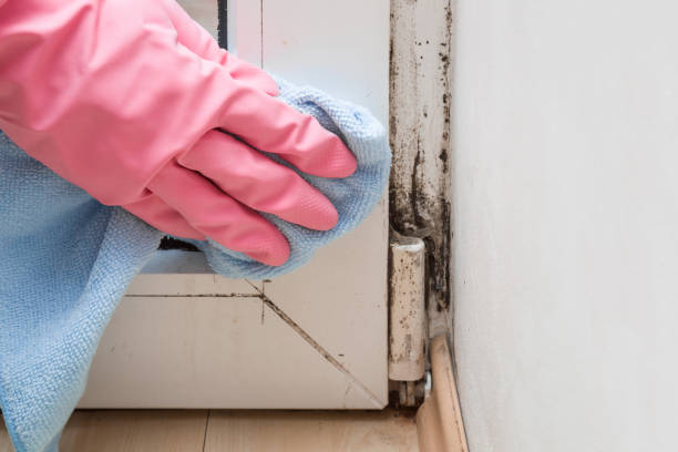 Best Attic Mold Removal  in Many, LA
