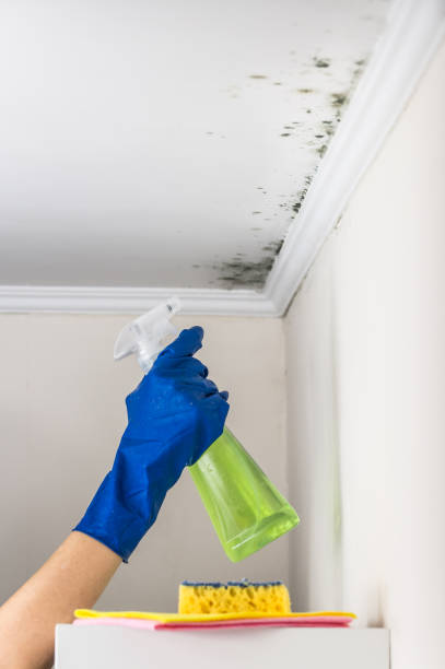 Best Certified Mold Removal  in Many, LA