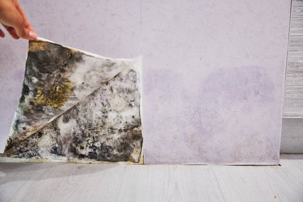 Best Same-Day Mold Removal  in Many, LA